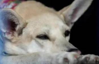 El perro, presuntamente, habría sido asesinado por ocasionar unos daños en una finca del sector. Imagen de referencia de ARCHIVO EL COLOMBIANO.