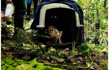 El tigrillo, apunto de pisar de nuevo su hábitat en el municipio de La Estrella. FOTO Cortesía Área Metropolitana del Valle de Aburrá. 