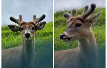 Así, con sus hermosas astas y muy tranquilo, fue visto el venado cola blanca. FOTO: Cortesía Mundo Más Noticias