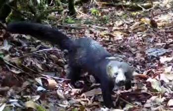 Tiene un cuerpo alargado, pelaje generalmente oscuro, cabeza más clara y una cola larga. Es una especie que se desplaza tanto por el suelo como entre los árboles. Imagen tomada de video en redes sociales. 