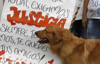 Las autoridades mostraron su preocupación por el incremento de casos de maltrato animal en Medellín y Antioquia durante este 2026. FOTO DE REFERENCIA: DONALDO ZULUAGA
