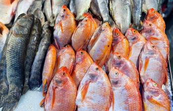 Imagen de referencia de pescados listos para la venta en la capital antioqueña. FOTO: Cortesía Alcaldía de Medellín