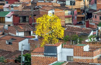 Un guayacán en Itagüí, iluminando las casas y edificaciones a su alrededor. FOTO Juan Antonio Sánchez. 