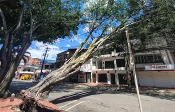 Un enorme árbol se desplomó en una zona cercana a la Universidad Pontificia Bolivariana (UPB). FOTO Julio César Herrera. 