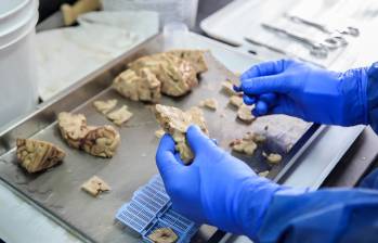 El Neurobanco del Grupo de Neurociencias de Antioquia almacena cerebros y tejidos en condiciones controladas, utilizando tecnología de vanguardia para avanzar en el estudio de enfermedades neurodegenerativas como el Alzheimer y el Parkinson. FOTO CAMILO SUÁREZ