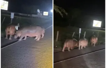 Así, en medio de la vía, fueron vistos 3 hipopótamos en la Medellín - Bogotá. Imagen tomada de redes sociales.