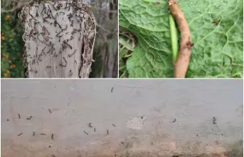 Así luce la invasión de gusanos, tanto en los cultivos de la zona como también en algunas viviendas. FOTO Cortesía.