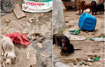 Entre los animales rescatados había perros de diferentes razas. En los registros del caso se mencionan ejemplares de tipo pitbull y salchicha. Imágenes tomadas de video publicado en el Instagram de Andrea Padilla. 