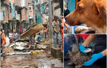 Durante la emergencia ocurrida en el barrio El Sinaí se han atendido 130 animales de compañía. FOTOS: Cortesía Alcaldía de Medellín