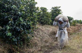La producción de café de Colombia cayó 12% en agosto de 2026 frente al mismo mes del año anterior, en un escenario marcado por la variabilidad climática. FOTO Manuel Saldarriaga