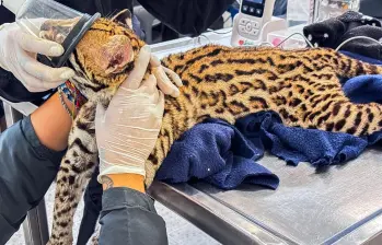 Durante la valoración veterinaria, los especialistas confirmaron que el cachorro presenta un peso adecuado y un buen estado general de salud. FOTO Área Metropolitana. 