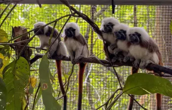 La familia de Titíes Cabeciblancos que fue liberada en la subregión del Urabá. FOTO Área Metropolitana.