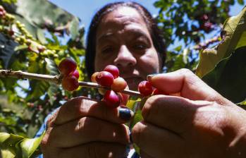 Colombia mantuvo su lugar como el tercer productor de café del mundo, con una participación cercana al 10% de las exportaciones globales, solo por detrás de Brasil (33,5%) y Vietnam (11,7%). Foto: Manuel Saldarriaga