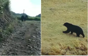 A la izquierda, reporte ciudadano investigado por las autoridades, a la derecha, Oso Andino captado por expertos en un páramo. FOTO: Cortesía Corantioquia
