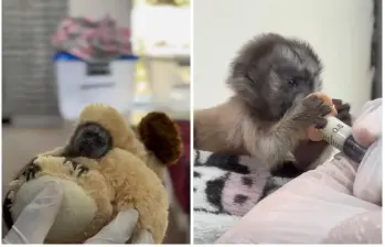 Así luce el tití gris bebé que fue rescatado en una carretera de un municipio al Oriente de Antioquia. FOTO Cornare.