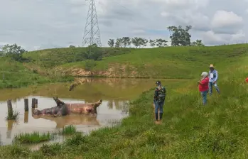Así fue hallado el animal, en medio del lago y con las patas hacia arriba. FOTO: Cortesía Cornare