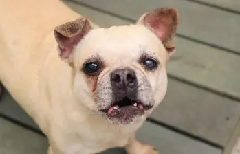 Uno de los 349 animales más longevos del Centro de bienestar animal La Perla a la espera del amor de una familia. FOTO Cortesía Alcaldía de Medellín. 