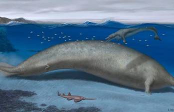 El animal existió hace casi 40 millones de años, donde hoy queda el desierto peruano cuando todo era mar. IMAGEN: ALBERTO GENARRI EUROPA PRESS