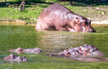 Desde que Pablo Escobar trajo los primeros hipopótamos desde Estados Unidos hace 40 años, ningún gobierno ha sido capaz de volver a montar a otro de estos individuos en un avión. FOTO Juan Antonio Sánchez