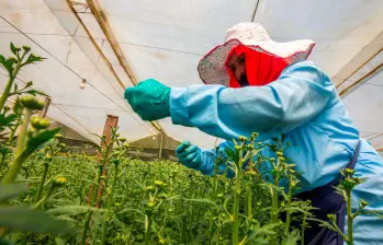 El sector agro deberá pagar sobretasa de 20% en energía. FOTO CAMILO SUÁREZ