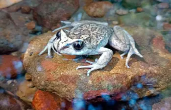 Alsodes vittatus, la enigmática rana sudamericana, fue redescubierta en Chile después de 130 años sin registros, un hallazgo clave para la conservación de especies amenazadas. FOTO: Cortesía Edvin Riveros