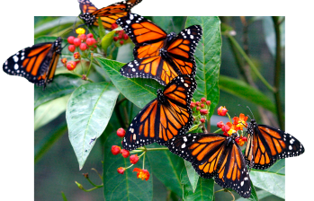 Las mariposas monarca enfrentan una drástica reducción de su población debido a la pérdida de hábitat y el cambio climático, poniendo en riesgo su icónica migración entre Norteamérica y México. FOTO: Jaime Pérez