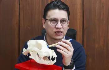 Julio Aguirre conserva el cráneo de Zeus, perro asesinado en Medellín, como parte de los resultados de su práctica. Foto: Manuel Saldarriaga
