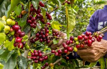 Antioquia es el segundo departamento más productor de café, después de Huila. FOTO: Juan Antonio Sánchez