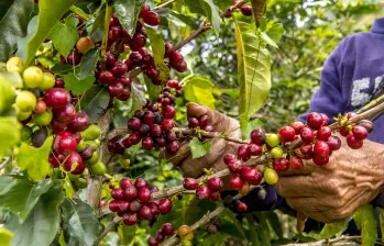 Según Analdex, cerca del 60% del aumento en las exportaciones agroalimentarias del país obedece al buen momento exportador del café. Foto: Juan Antonio Sánchez 