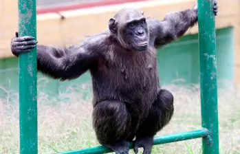 Los chimpancés consumen el equivalente a medio litro de cerveza diario. Foto El Colombiano.