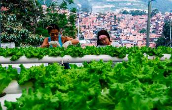 Gracias al apoyo de empresas privadas y organizaciones sociales, estos cultivos cuentan con asistencia técnica, insumos y canales de comercialización que permiten vender sus productos a restaurantes y mercados locales. Foto: Julio Herrera