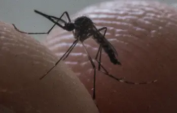 El almacenamiento casero de agua durante las sequías asociadas al fenómeno de El Niño se ha convertido en uno de los principales factores de riesgo para la reproducción del mosquito Aedes aegypti, transmisor del dengue. FOTO Julio César Herrera