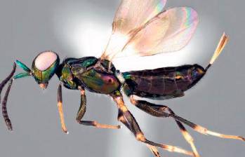 Esta es la Eupelmus curvator, la recién identificada especie de avispa. FOTO: Taisuke Kawano