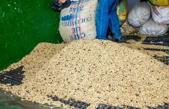 El Fondo Nacional del Café posibilita la garantía de compra y programas sociales para familias cafeteras en Colombia. FOTO Juan Antonio Sánchez