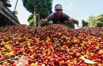 La producción cafetera colombiana alcanzó 869.000 sacos en febrero, una caída de 36% frente al mismo mes de 2025. FOTO: MANUEL SALDARRIAGA