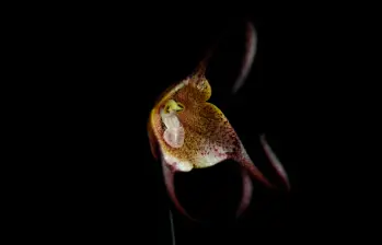 Dracula inaequalis. FOTO cortesía Luis Baquero y UICN