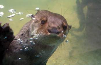 Las nutrias han sido captadas con sus crías en ríos y afluentes del Área Metropolitana y el Oriente Antioqueño. Imagen de referencia. FOTO: Colprensa