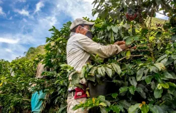 La producción de café en Colombia creció 14% en el último año, aunque octubre registró una caída del 10 % frente al mismo mes de 2024, según la Federación Nacional de Cafeteros. FOTO: 