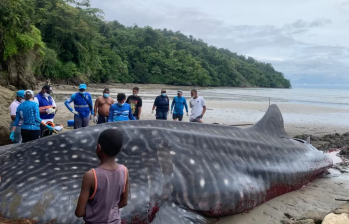 Un ejemplar de tiburón ballena encalló en las playas de Bahía Solano, Chocó. Foto: Codechocó