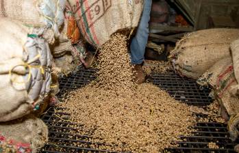 El gremio anunció el ajuste del precio de la pasilla como medida para proteger los ingresos de los caficultores afectados por el fenómeno. FOTO: Juan Antonio Sánchez