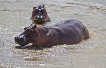 Así están convocando a marchar por los hipopótamos.
