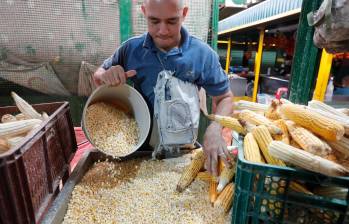 Con el paso del tiempo, el maíz fue perdiendo protagonismo como un cultivo que le dio identidad a muchas regiones del país, entre ellas Antioquia. FOTO Donaldo Zuluaga