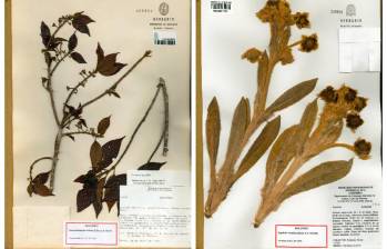 Izquierda: Tournefortiopsis triflora descrita por David Pérez. Derecha: Espeletia restricta descrita por Fernando Alzate. Fotos: cortesía.