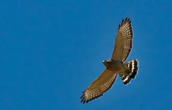 Las cuaresmeras viajan desde Norteamérica cuando llega la temporada fría y pasan casi medio año recorriendo el continente. FOTO: NATURALISTA 