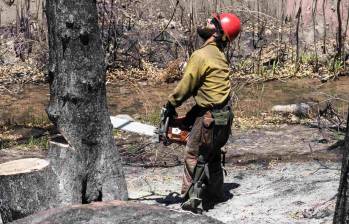 Un bombero mirando hacia arriba mientras tala un árbol. FOTO: Getty