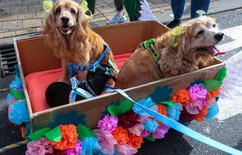 Según Fenalco, el 43% de los colombianos tiene una mascota, siendo los perros el animal de compañía preferido. FOTO: CORTESÍA