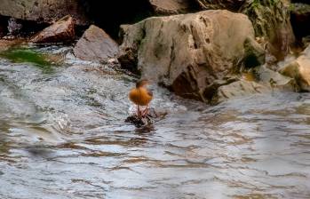 El Concejo de La Unión declaró patrimonio al pato de torrentes y al río Piedras así como lo hizo La Ceja en julio. FOTO: Mi Oriente