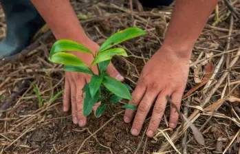 Ministerio de Ambiente radicó la reglamentación de la ley que obliga a las empresas a sembrar árboles. FOTO EL COLOMBIANO. 