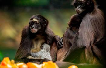 Los bonobos son una de las especies más cercanas a los seres humanos. FOTO: Camilo Suárez