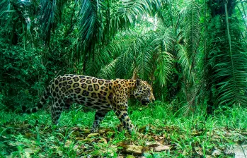 Pipatón, el macho alfa que domina las microcuencas de El Zarzal y la Vizcaína, en el Magdalena Medio, caminando entre cultivos. FOTO: CORTESÍA ESTACIÓN BIOLÓGICA JAGUAR IPACARAI